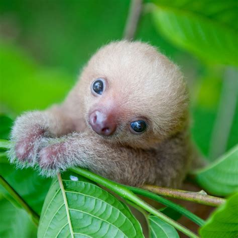  A Sloth Story